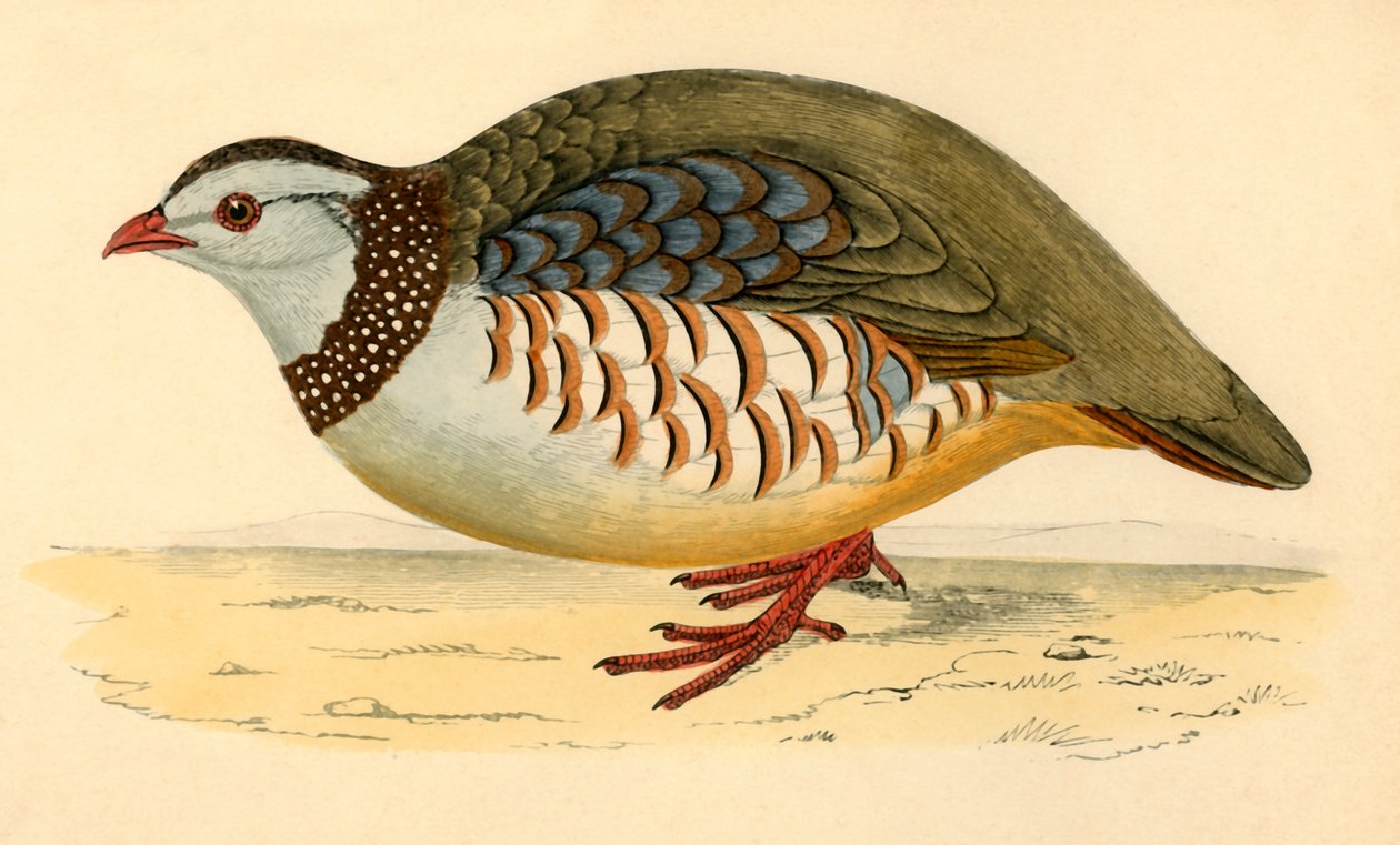 Barbary Partridge, sent 1800-tal. av Unbekannt