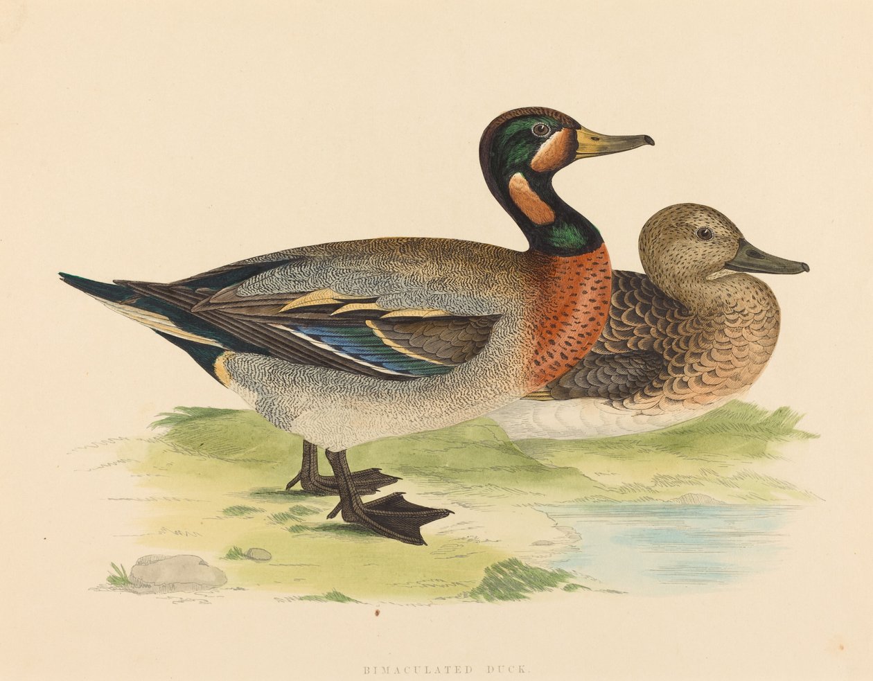 Bimakulerad anka, 1855. av Unbekannt