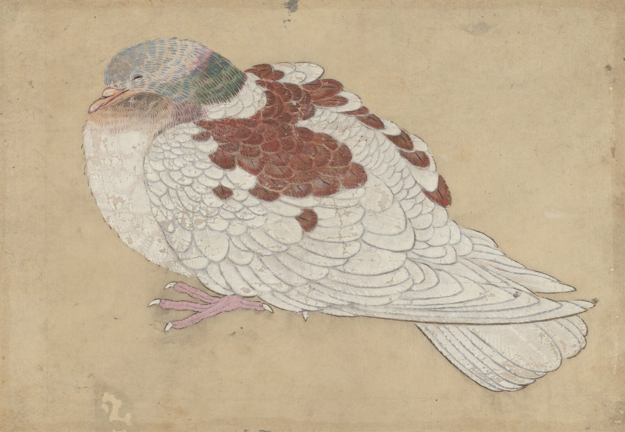 Fågel, 1700-tal. av Unbekannt