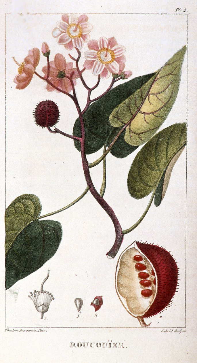 Botanisk tavla/Bixa orellana/Rocuyer av Unbekannt