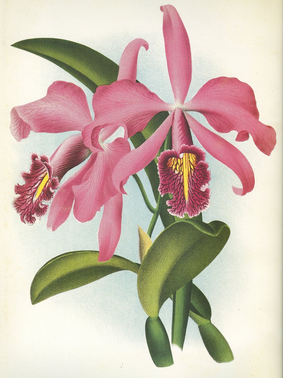 Botanisk tavla/Cattleya maxima var. Malouana/Lindenia av Unbekannt