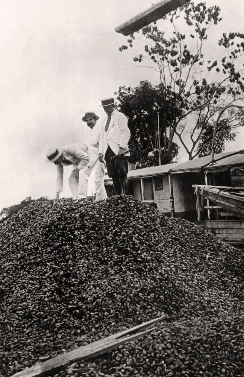 Paranötter skördade från Amazonasdalen, c1900-talet av Unbekannt