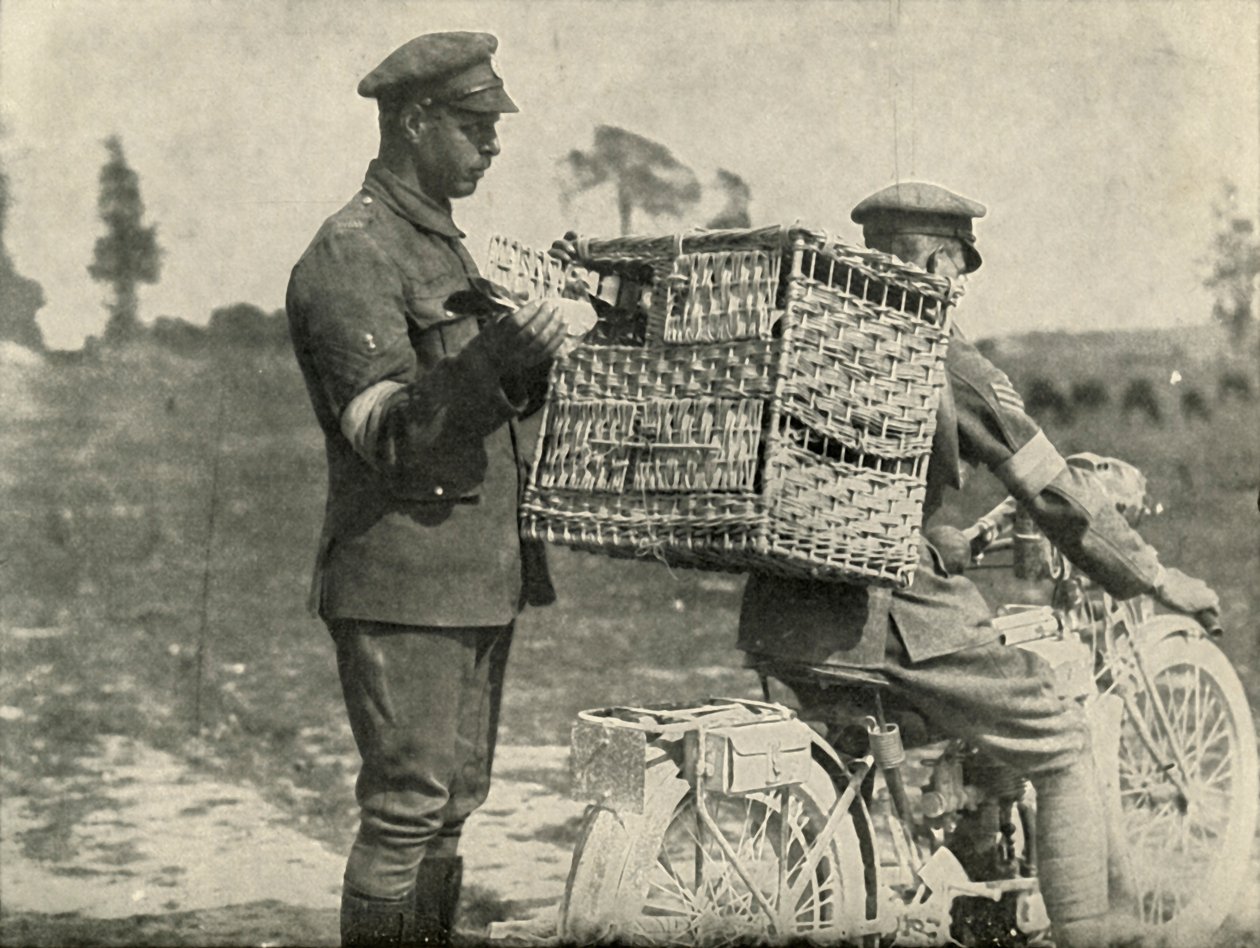 Brittiska armébärarduvor i Frankrike, 1919. av Unbekannt