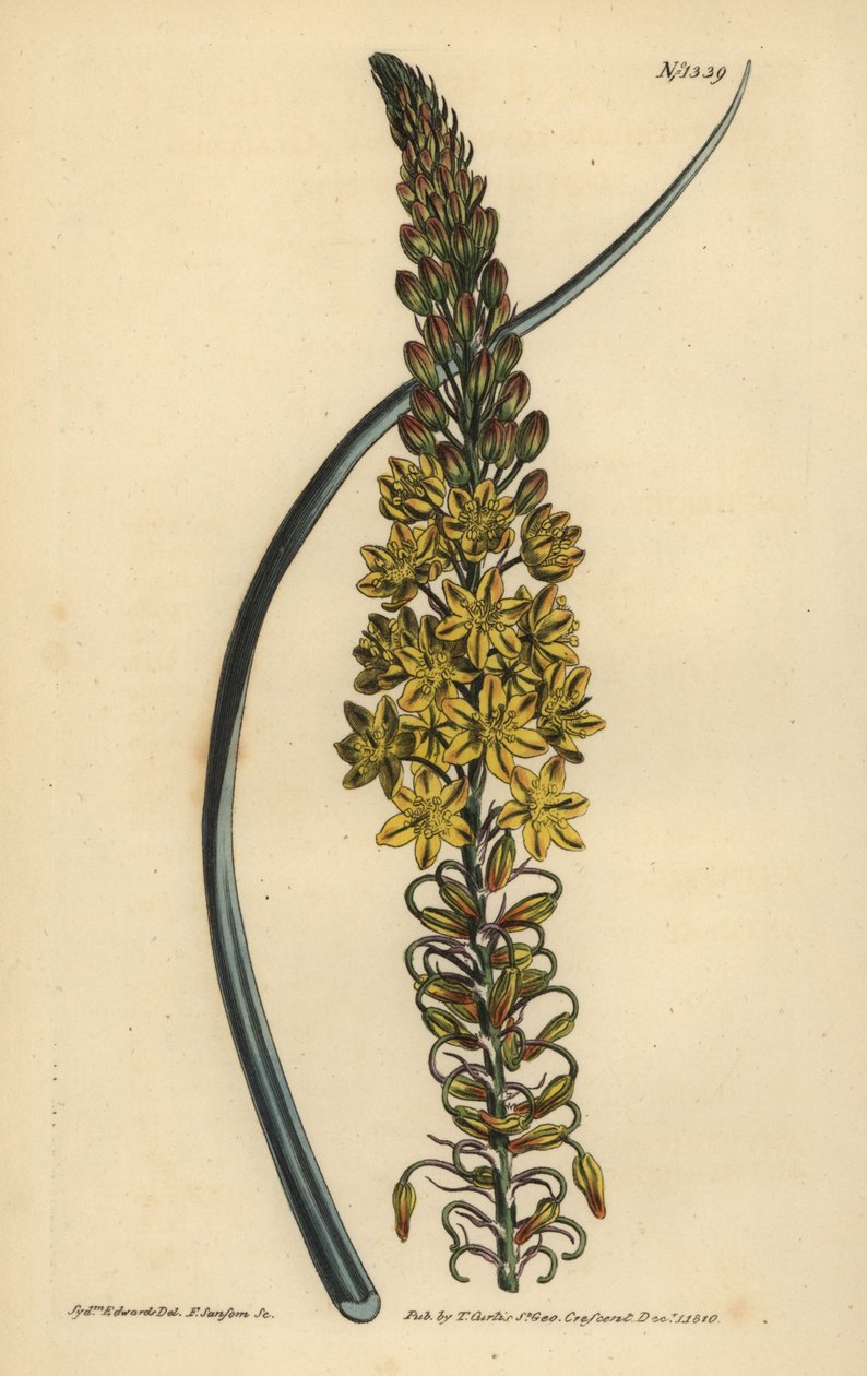 Bulbine asphodeloides (Glaucous leafed anthericum, Anthericum longiscapum) av Unbekannt