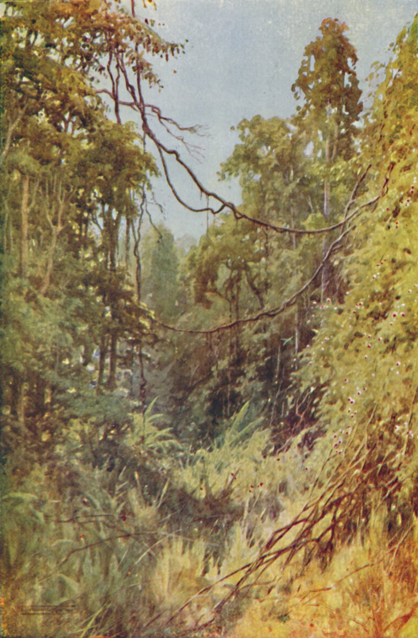 Burmesisk djungel, 1924 av Unbekannt