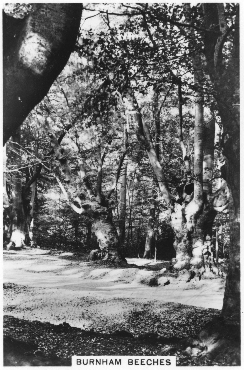 Burnham Beeches, Buckinghamshire, 1937 av Unbekannt