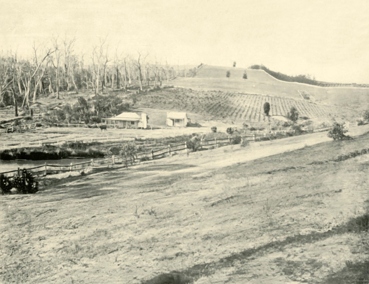 Bush Workmans Home, Gippsland, Victoria, 1901. av Unbekannt