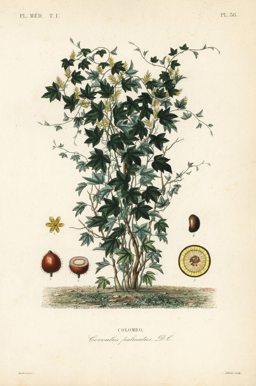 Calumbaträd, Jateorhiza columba, Cocculus palmatus, Colombo av Unbekannt