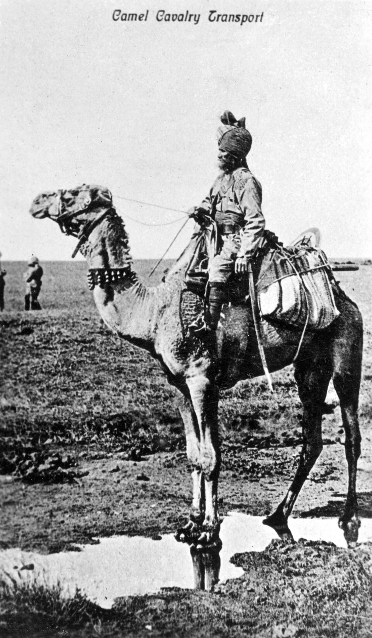 Kamelkavalleritransport, Indien, 1900-talet av Unbekannt