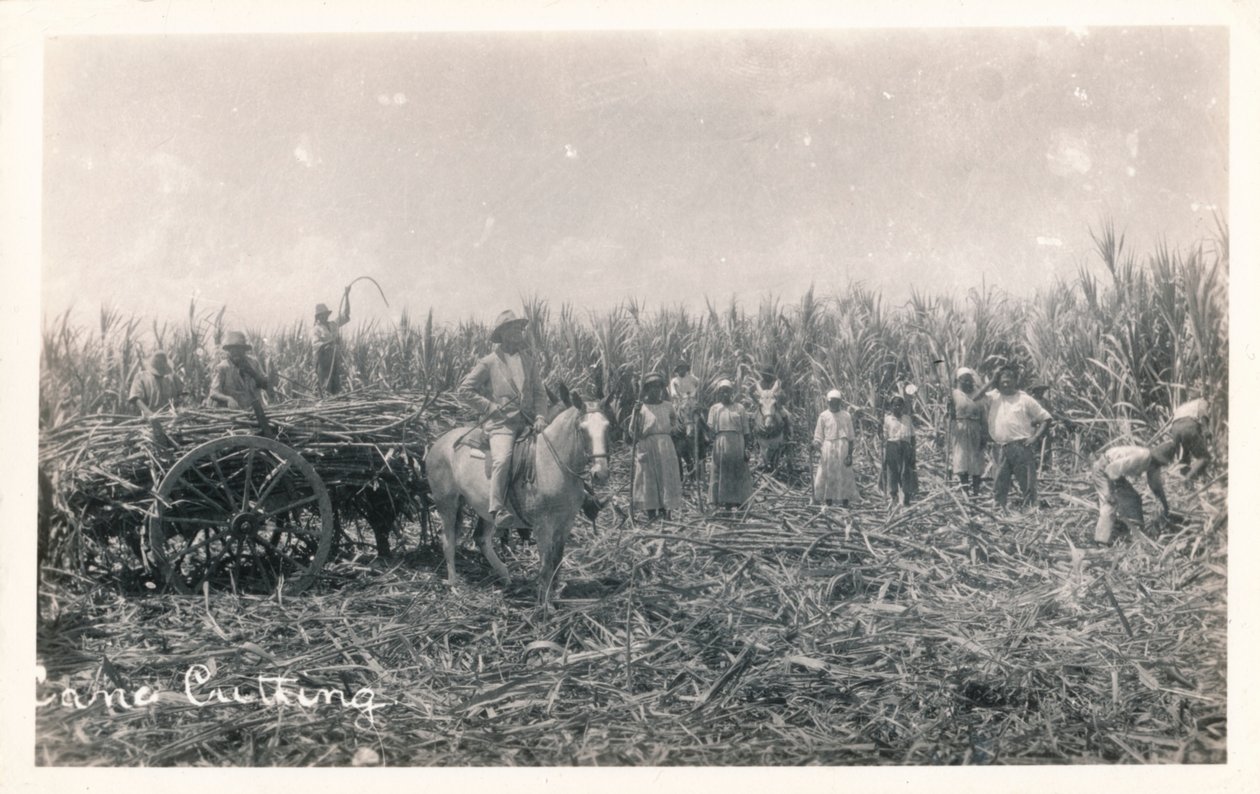 Cane Cutting, c1930 av Unbekannt