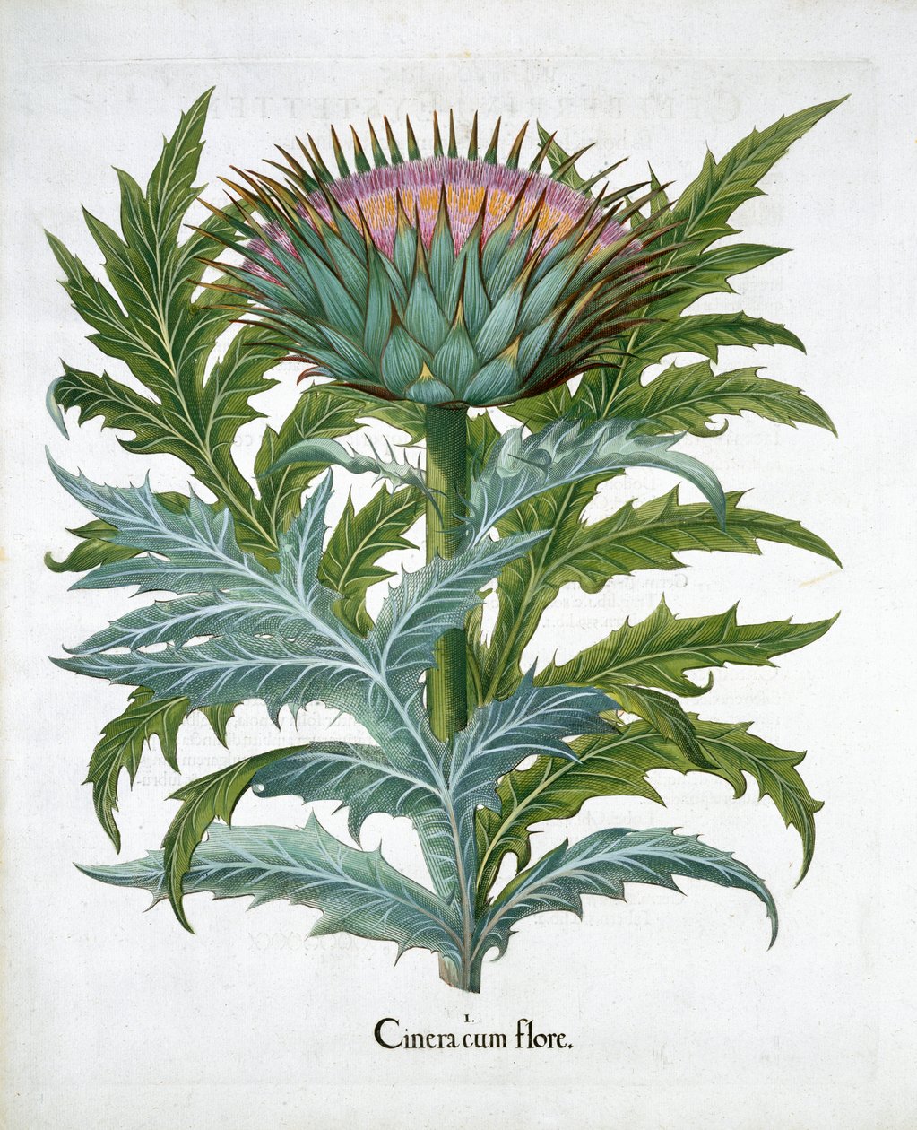 Cardoon, 1613 av Unbekannt
