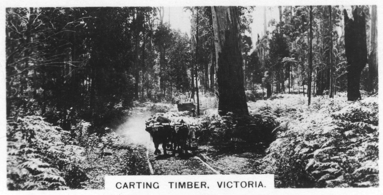 Carting timmer, Victoria, Australien, 1928 av Unbekannt