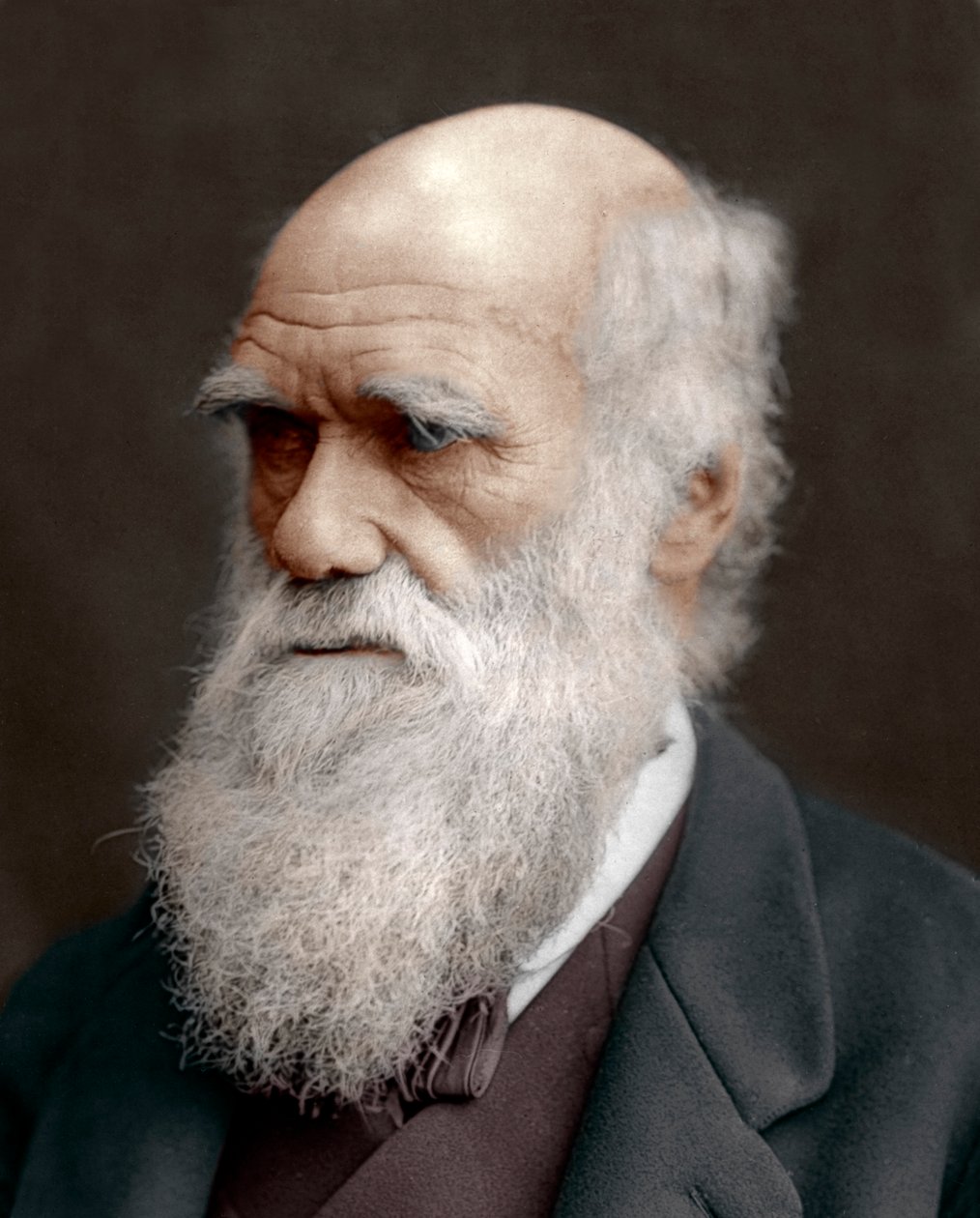 Charles Darwin, brittisk naturforskare, 1878 av Unbekannt