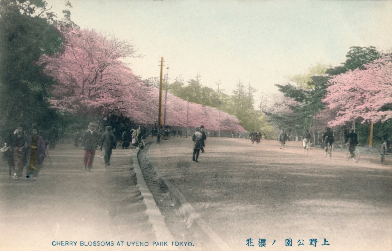 Körsbärsblommor i Uyeno Park Tokyo, c1910 av Unbekannt