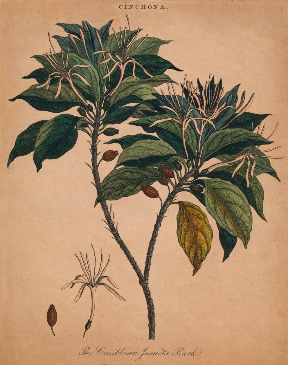 Cinchona. The Caribbean Jesuits Bark, 1801. av Unbekannt