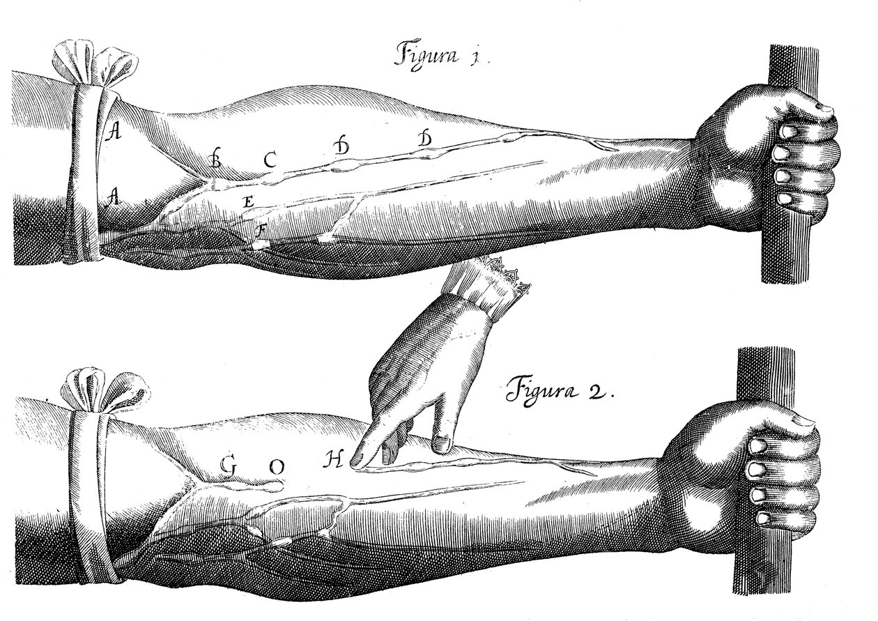 Blodets cirkulation, 1628 av Unbekannt
