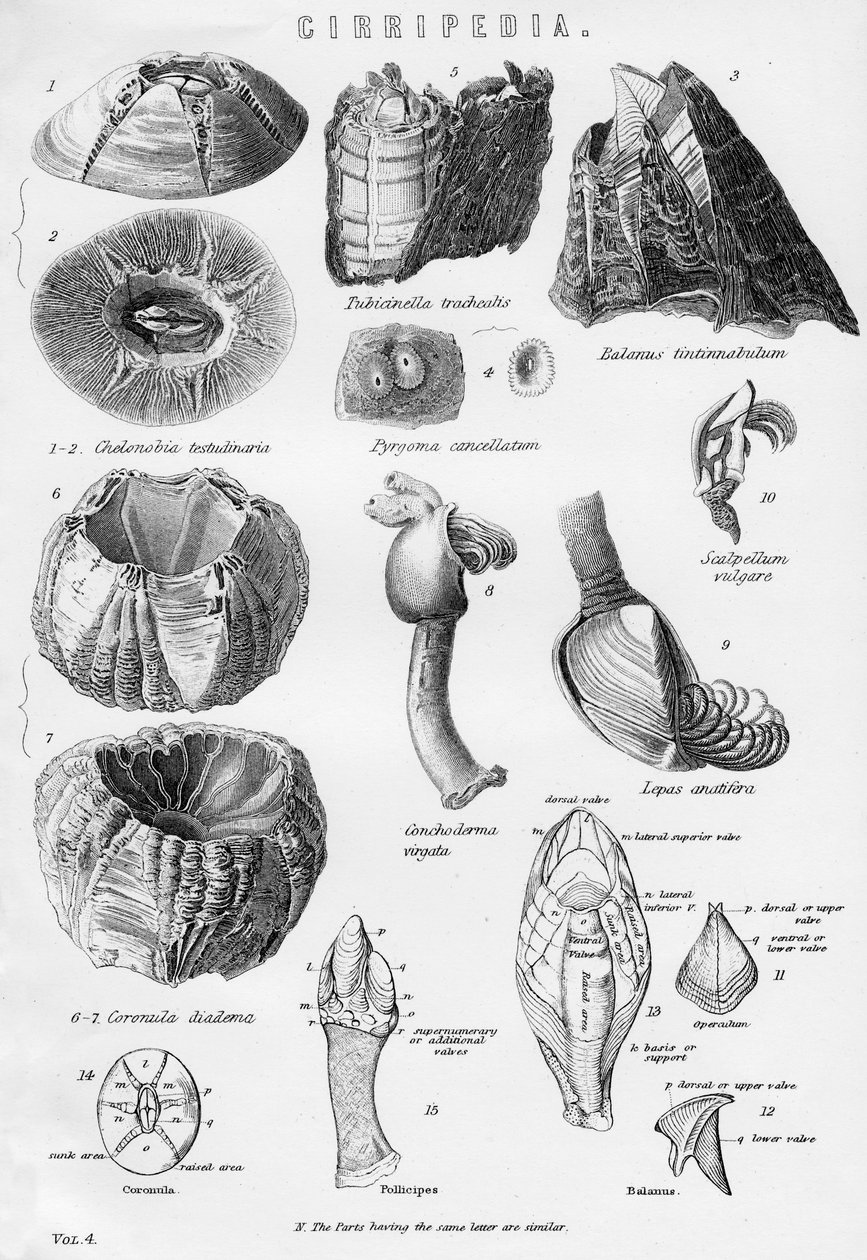 Cirripedia, 1800-talet av Unbekannt
