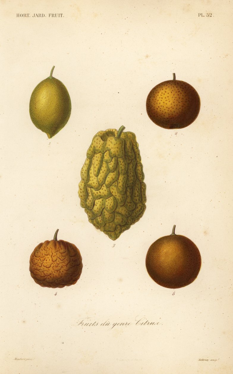 Citrusfrukter, frukter du genre citrus av Unbekannt