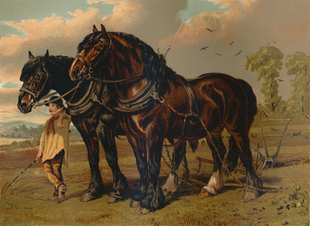 Clydesdale Stallion & Mare, c1879. av Unbekannt