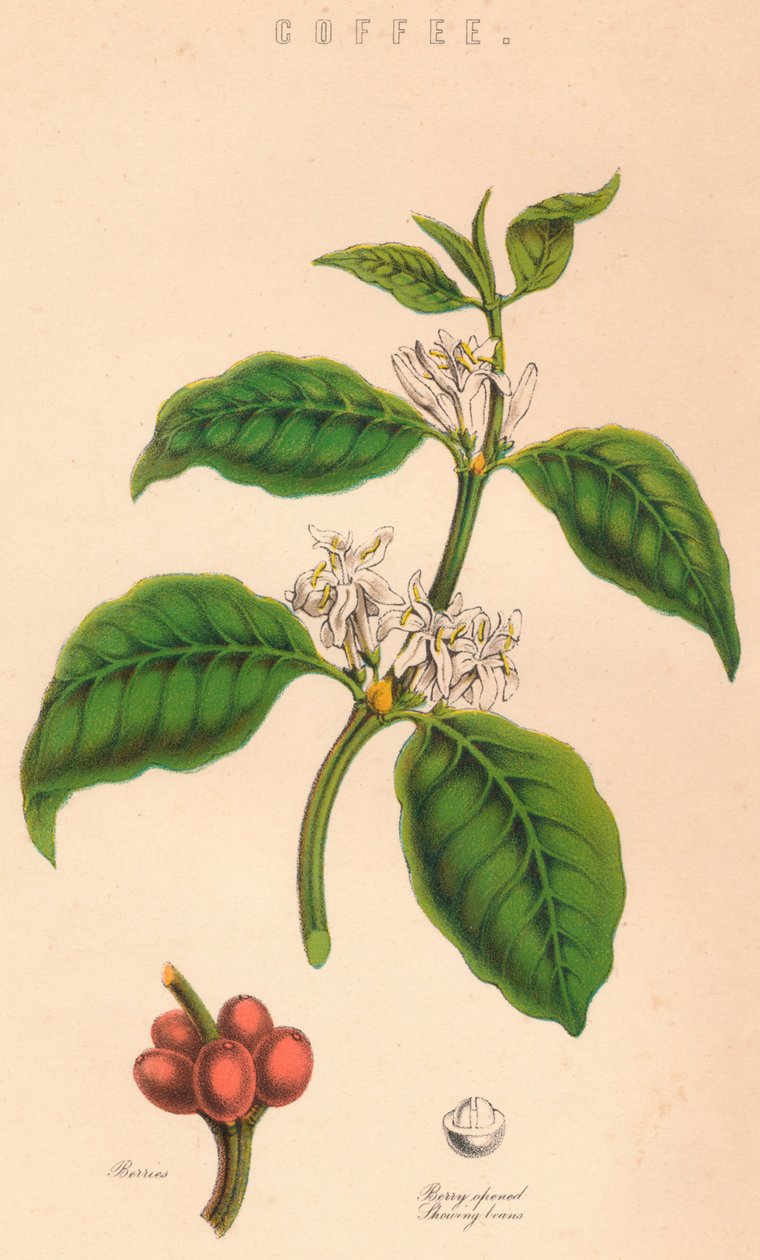 Kaffe, c1800-talet av Unbekannt