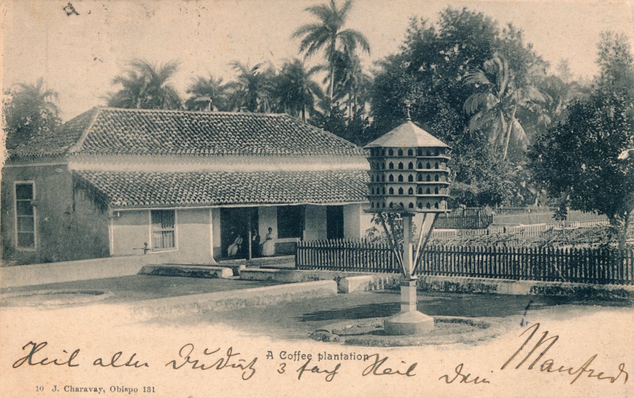 Kaffeplantage, c1900 av Unbekannt