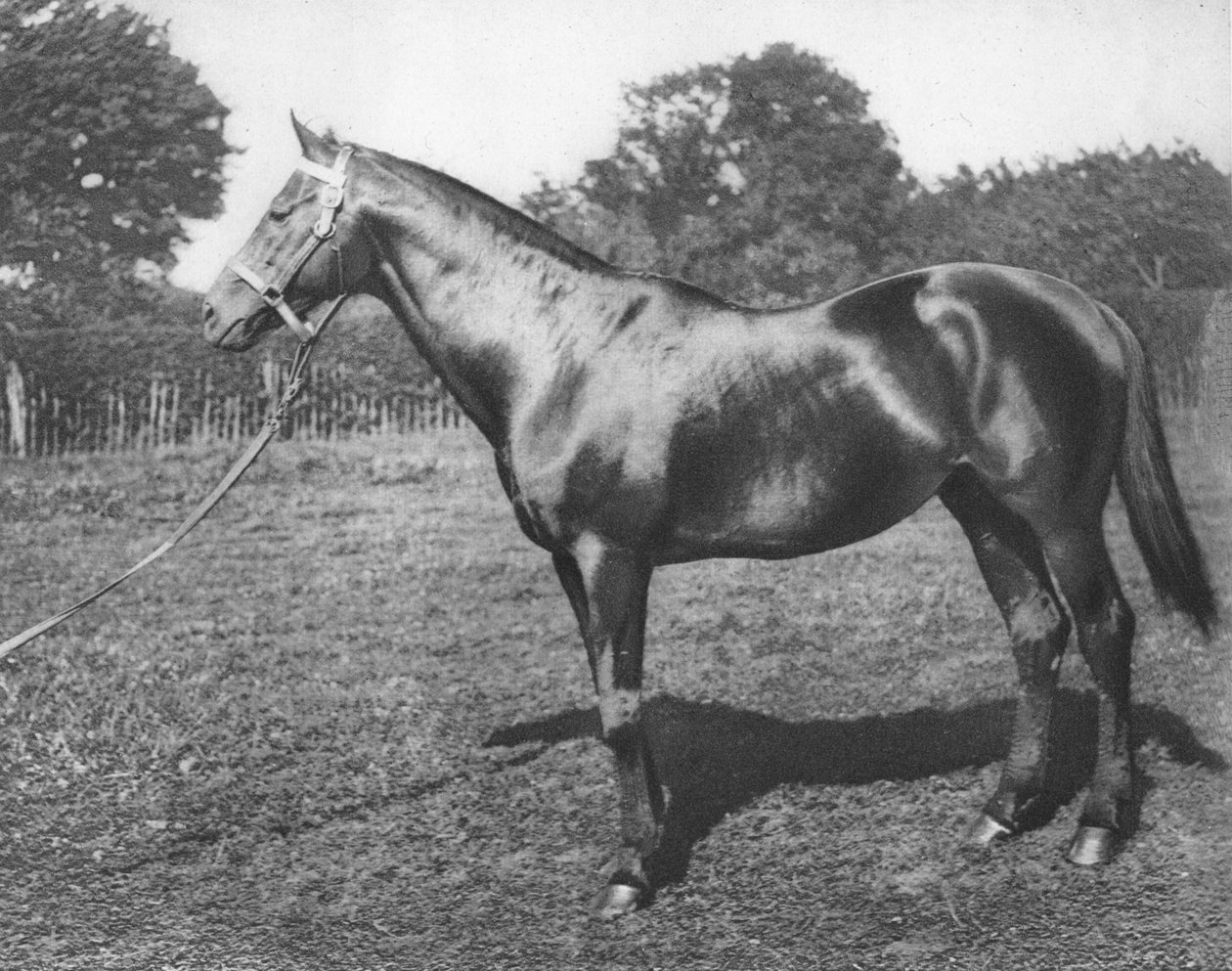 Common, 1800-talet, 1911 av Unbekannt