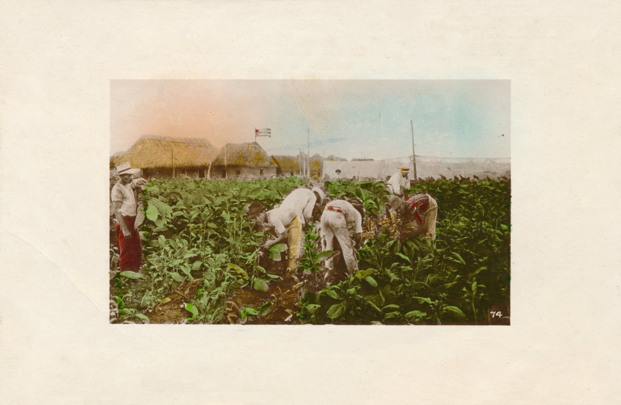 Tobaksskörd. - Tobaksplantage., c1910 av Unbekannt
