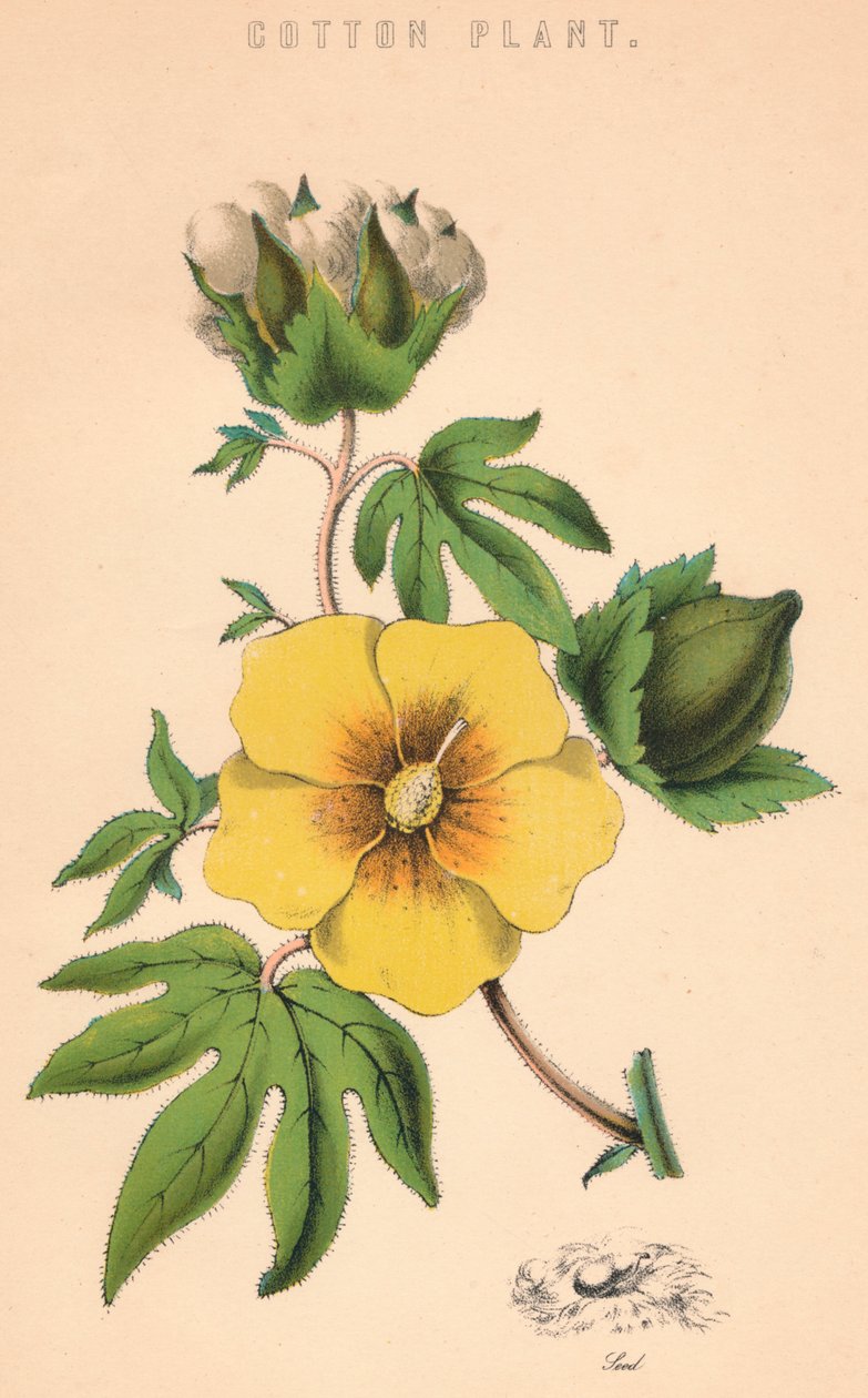 Bomullsväxt, c1800-talet av Unbekannt