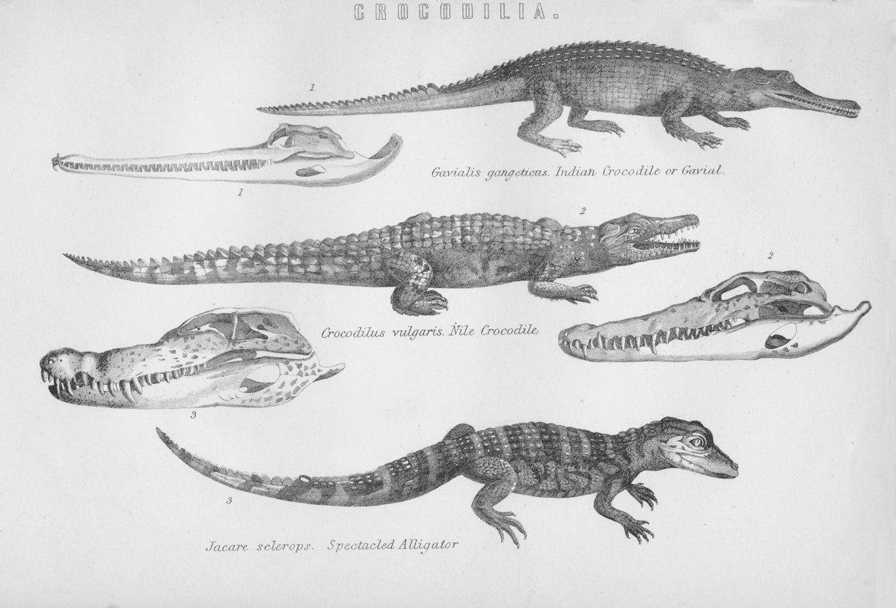 Krokodilia, 1800-talet. av Unbekannt