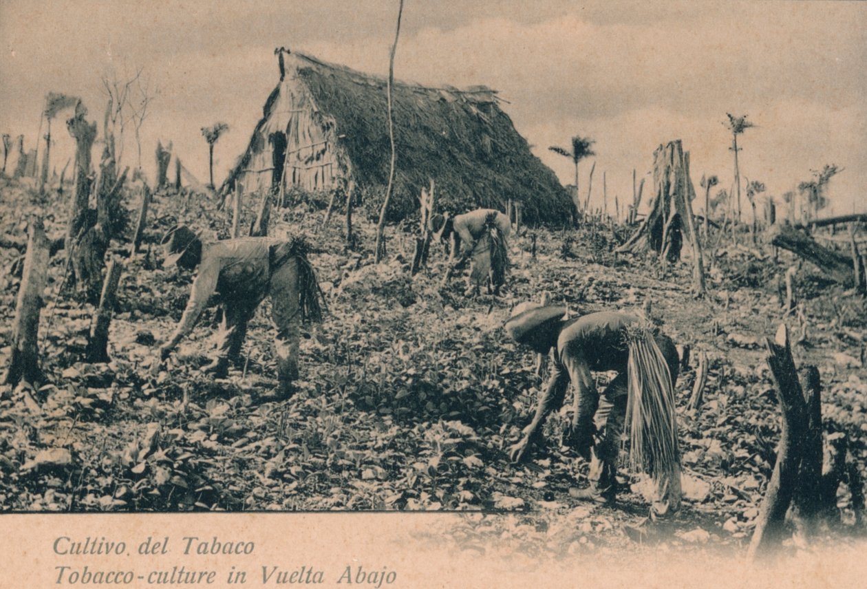 Tobaksodling. Tobakskultur i Vuelta Abajo, c1900 av Unbekannt