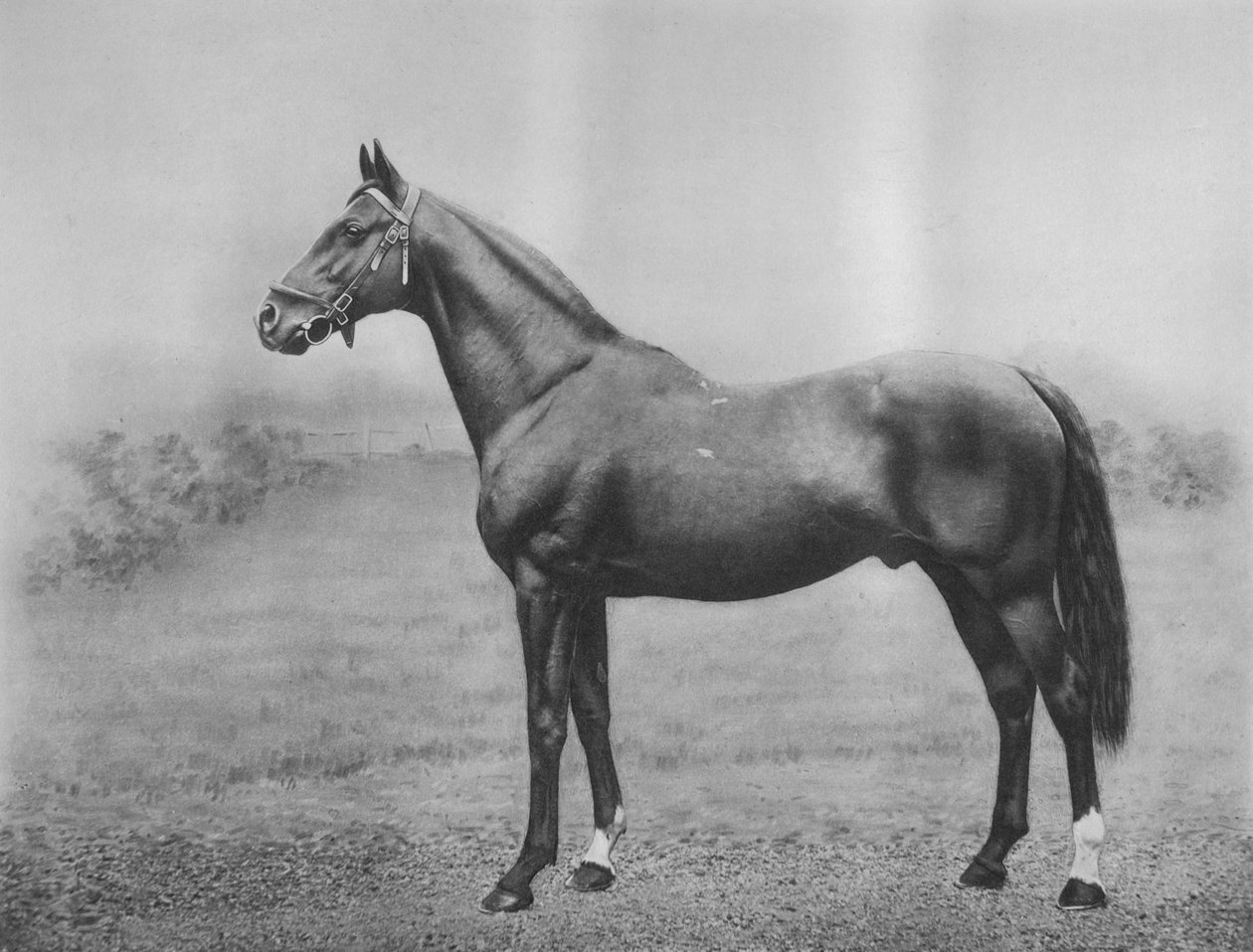 Cyllene, 1911 av Unbekannt