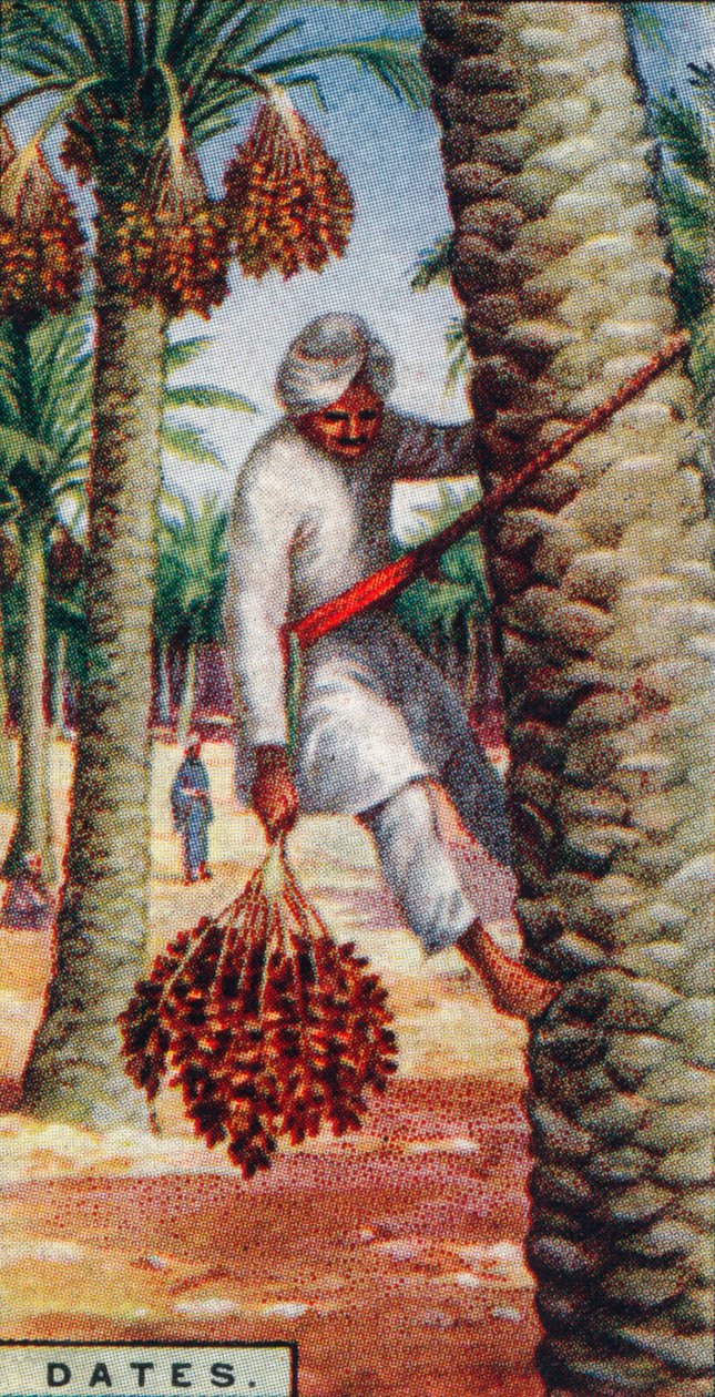 Datum. - Samla frukten, IN. Afrika, 1928 av Unbekannt