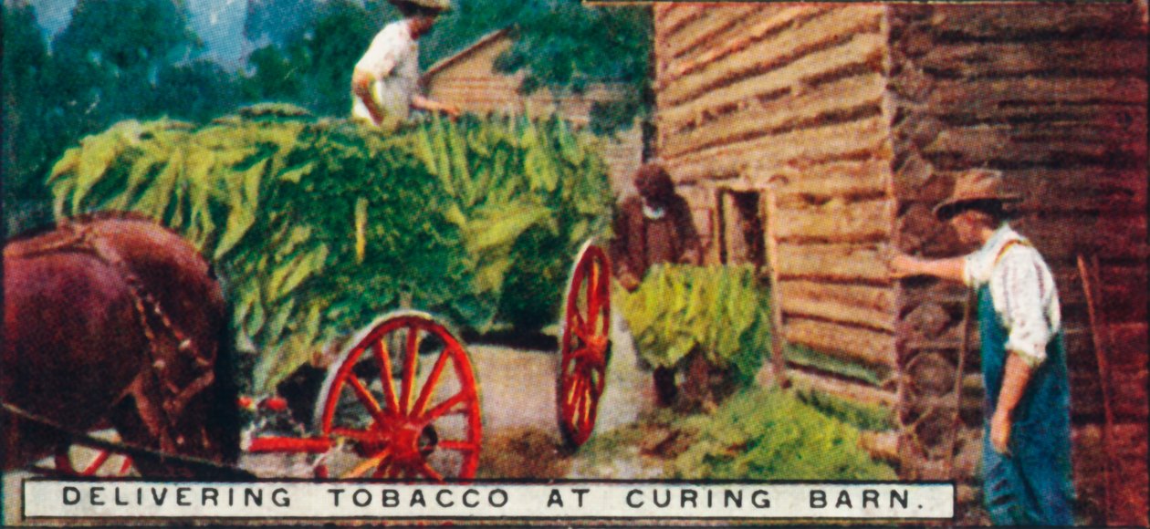 Levererar tobak till Curing Barn, 1926 av Unbekannt