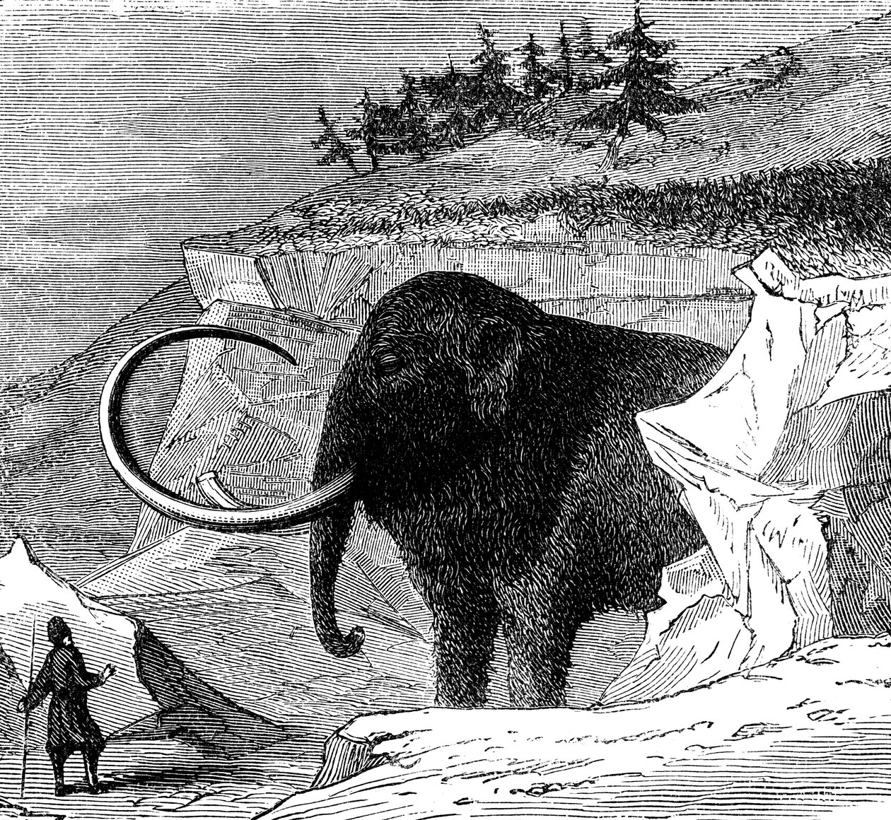 Upptäckt av en ullig mammut, 1779 c1870 av Unbekannt