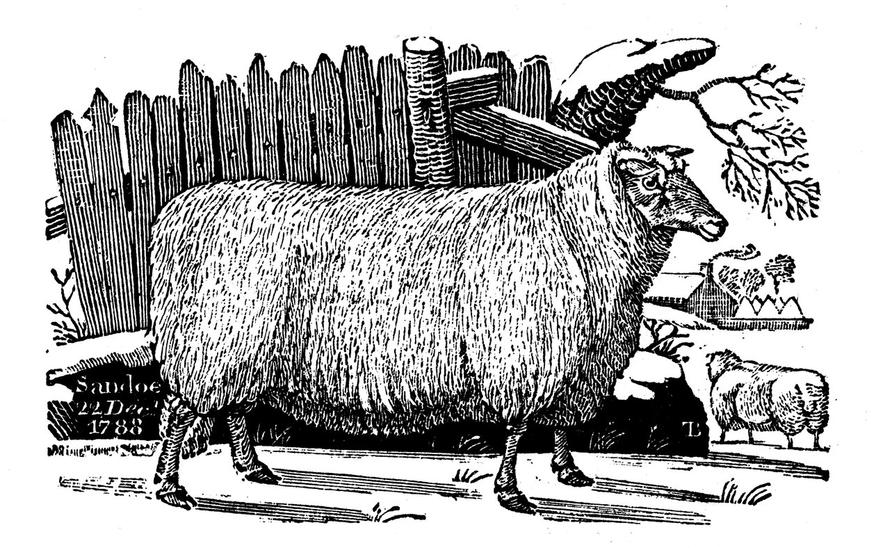 Dishley New Leicester sheep, 1811 av Unbekannt