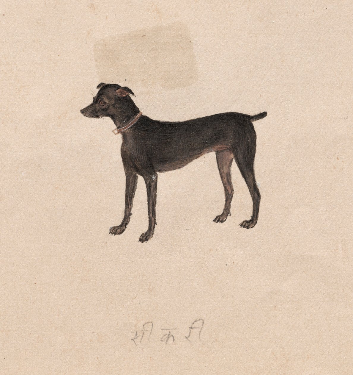 Hund, 1800-tal. av Unbekannt