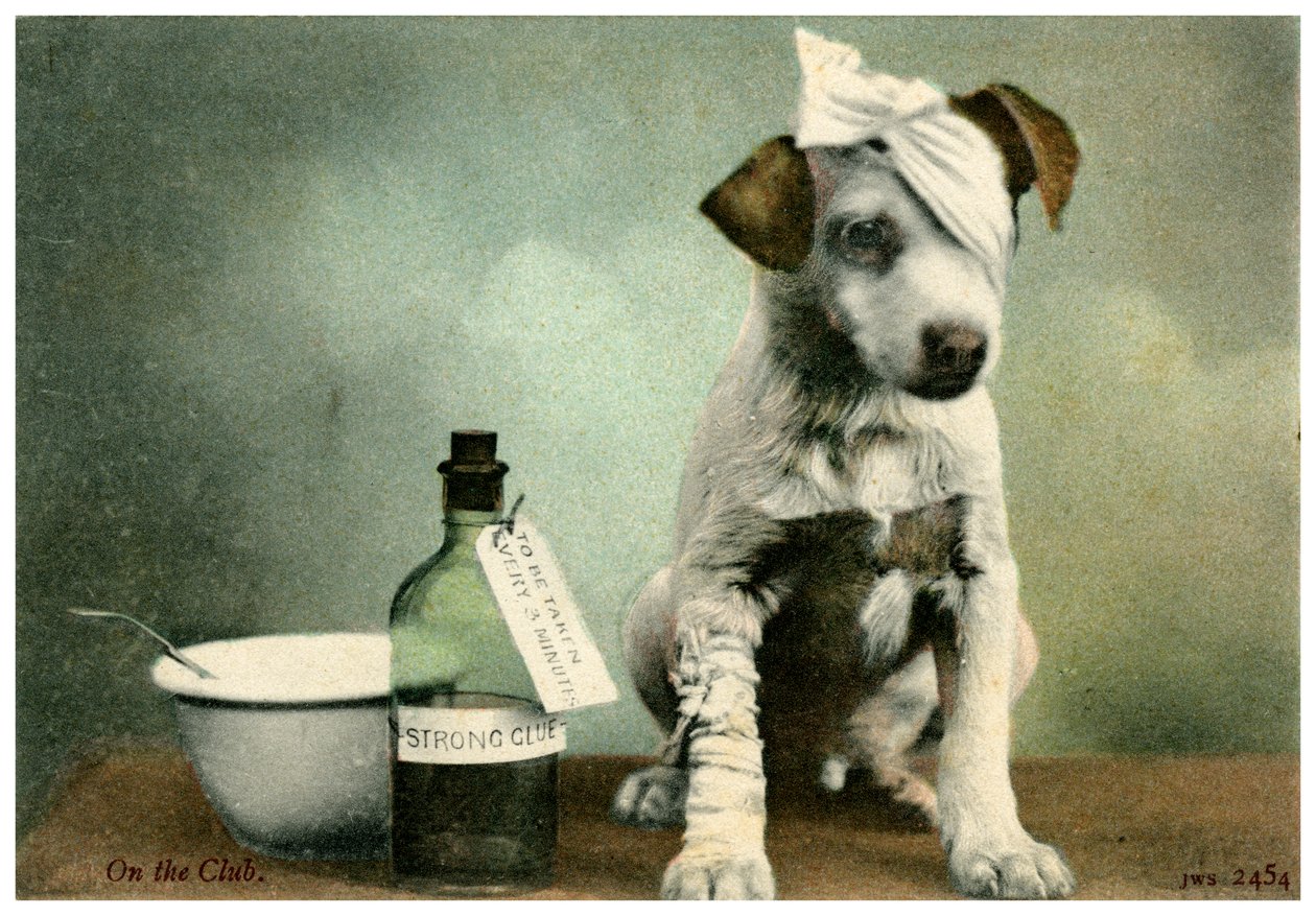 Hund i bandage av Unbekannt
