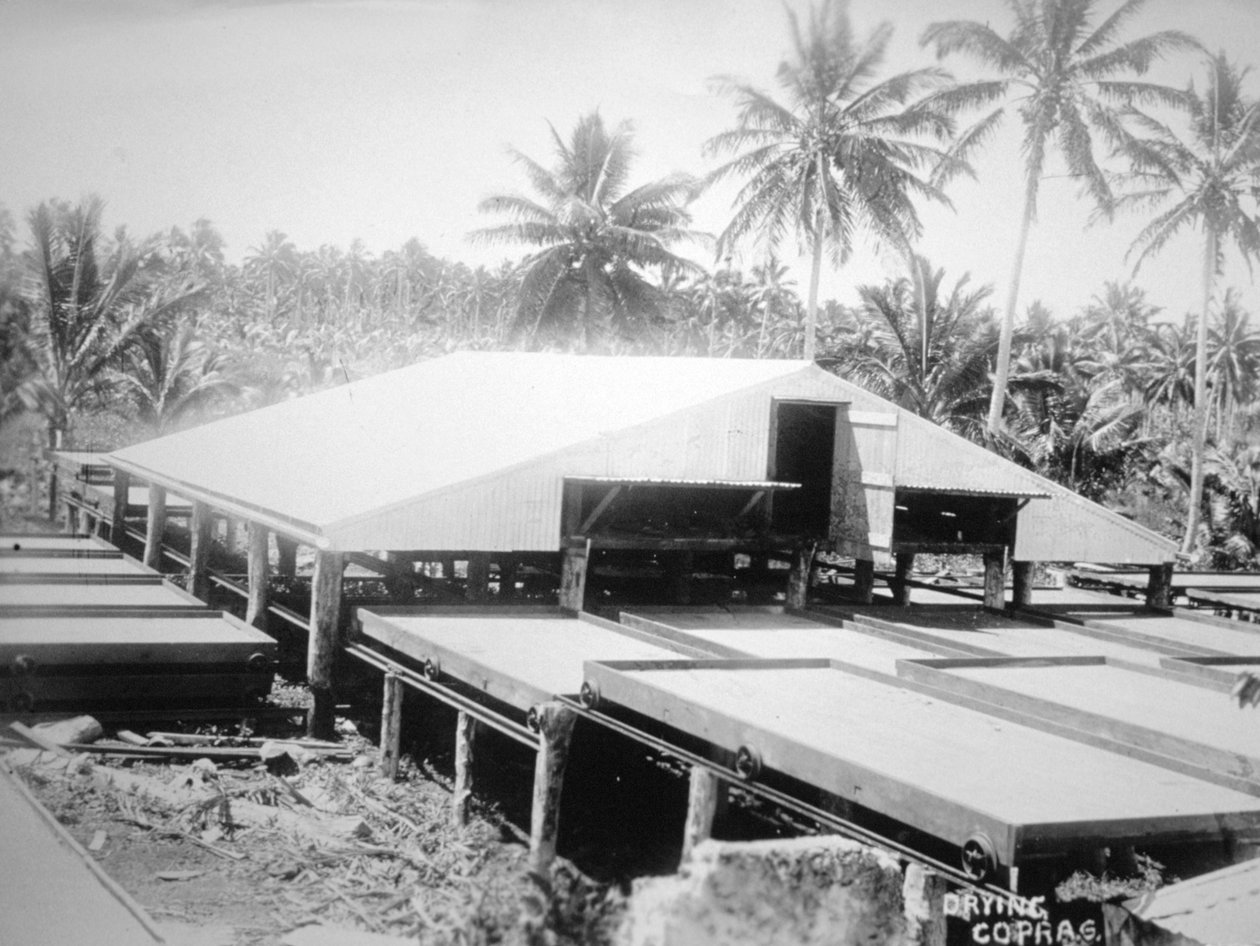 Torkande kopra, Salomonön, Fiji, 1905 av Unbekannt
