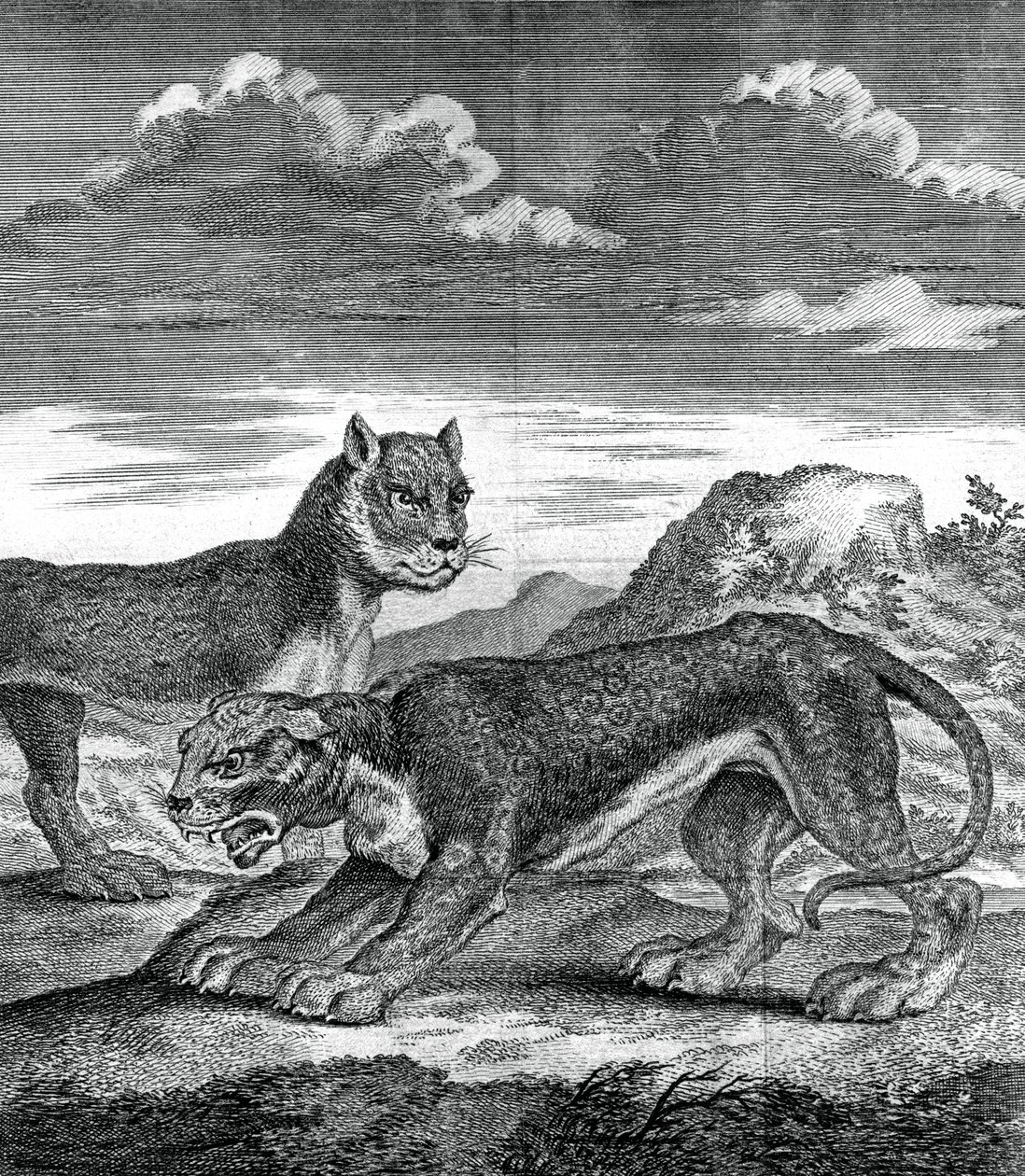 Ostindisk leopard, 1750 av Unbekannt