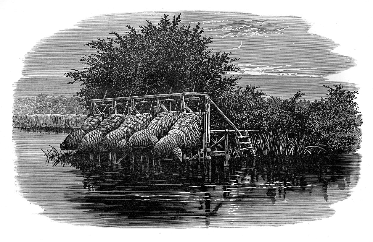 Ålbockar på Themsen, 1800-talet av Unbekannt