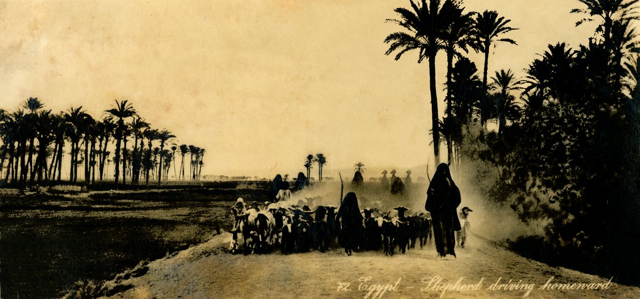 Egypten - Herde som kör hemåt, c1918-c1939. av Unbekannt