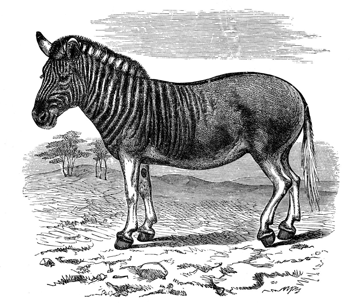 Gravyr av en Quagga, 1893 av Unbekannt
