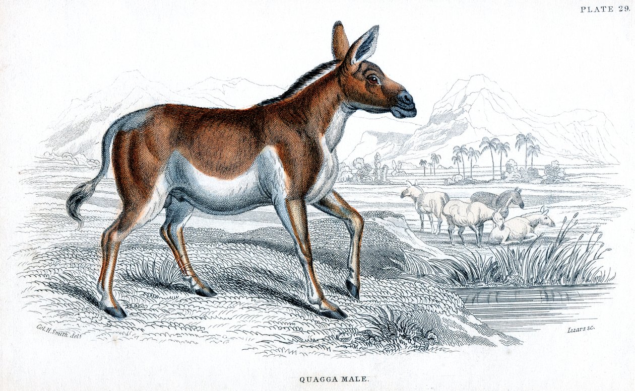 Gravyr av en Quagga, c1830 av Unbekannt