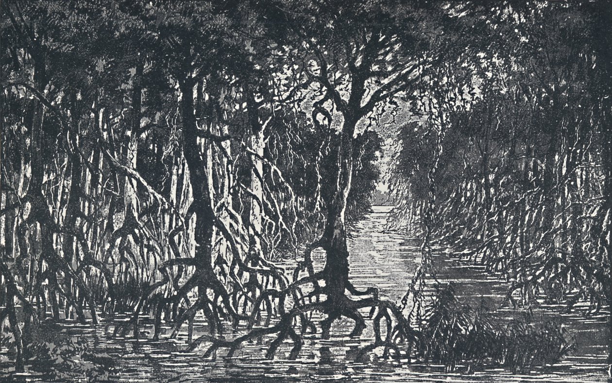 Ekvatorialafrikansk skog, 1924 av Unbekannt