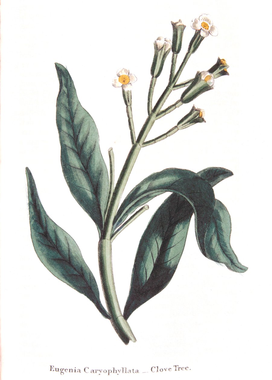 Eugenia caryophyllata - kryddnejlikaträd, 1823 av Unbekannt