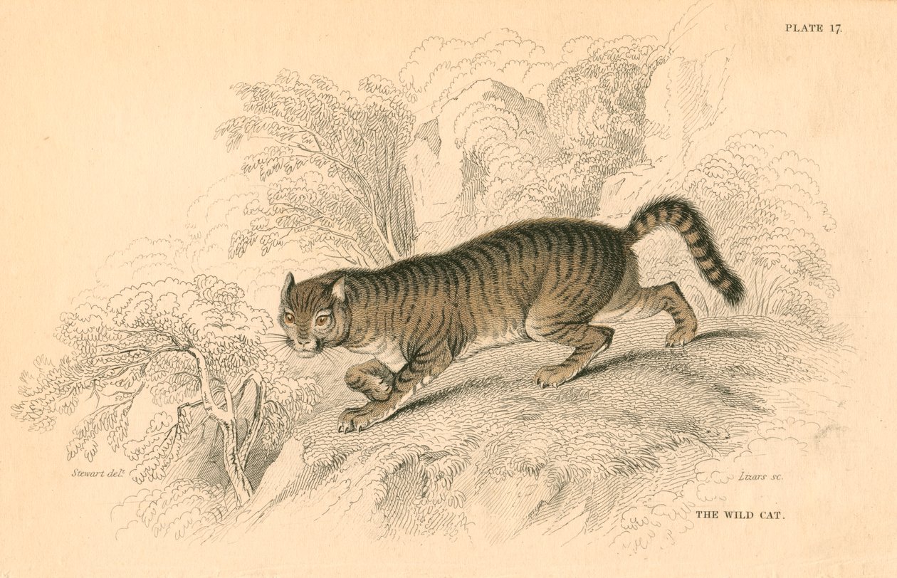 Europeisk vildkatt Felis silvestris, 1828 av Unbekannt
