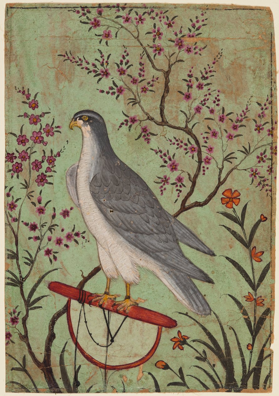 Falk på en abborre, ca. 1610. av Unbekannt