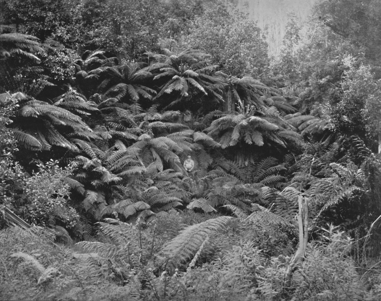 Fern-Tree Valley, under Mount Wellington, 1800-talet av Unbekannt