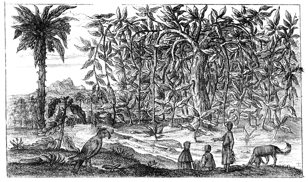 Fikonträd, 1800-talet av Unbekannt