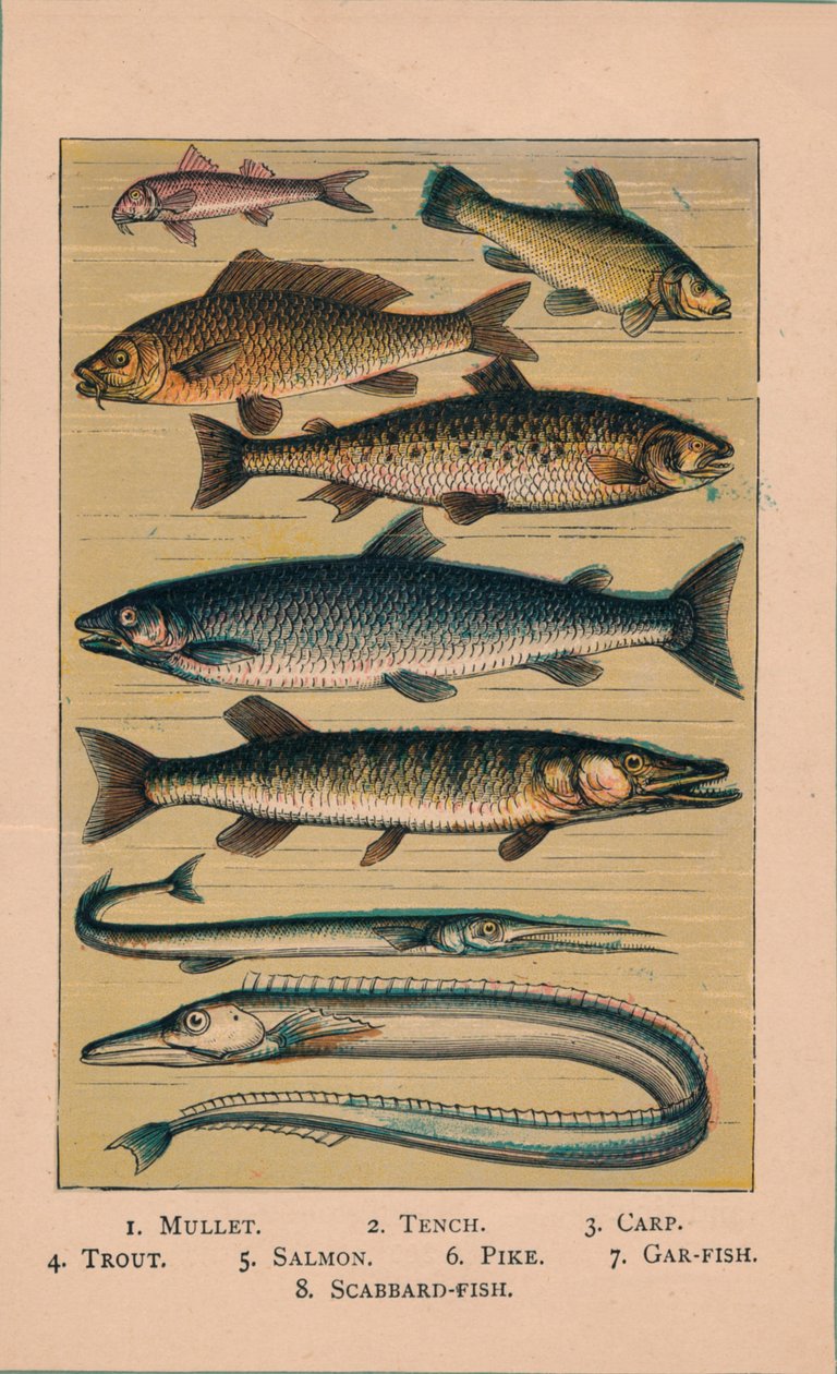 Fisk, 1907, 1907 av Unbekannt